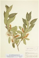 藏品(秋柳)的圖片